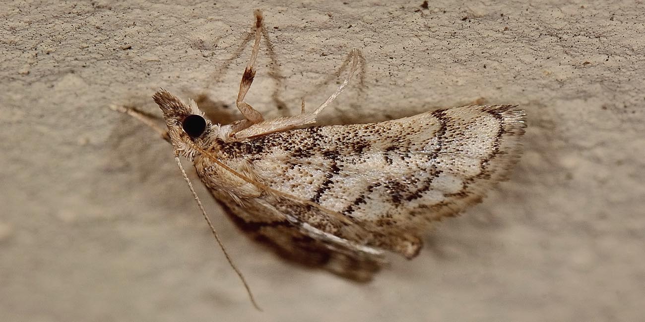 Pyralidae? no, Crambidae: Metasia ophialis